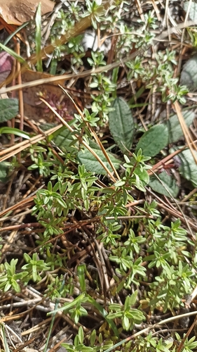 wild thyme