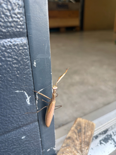 European Mantis