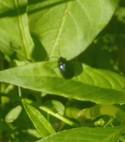 Alder Leaf Beetle