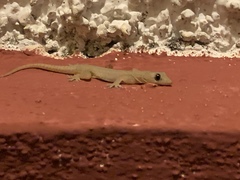 Hemidactylus
