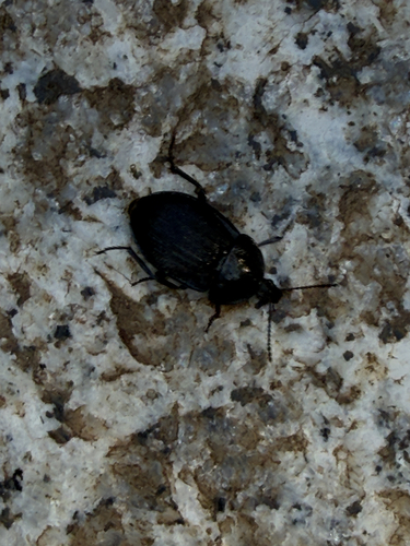 Black snail beetle