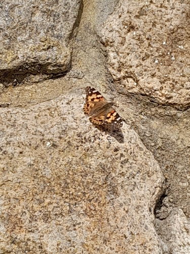 Painted Lady