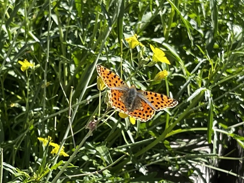 Queen of Spain Fritillary