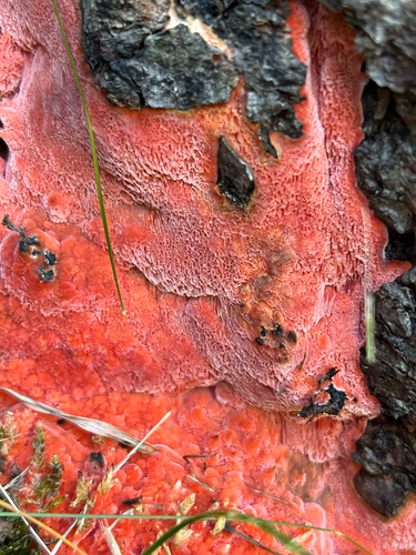 Rhodonia placenta