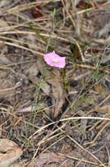 Convolvulus angustissimus