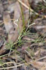 Convolvulus angustissimus