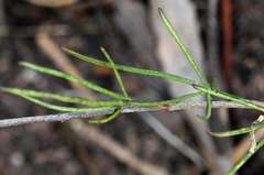 Convolvulus angustissimus