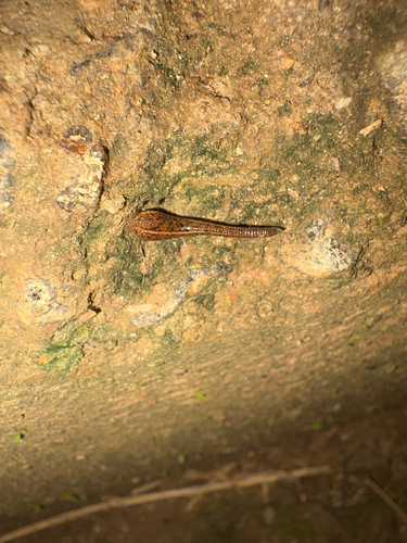 brown leech