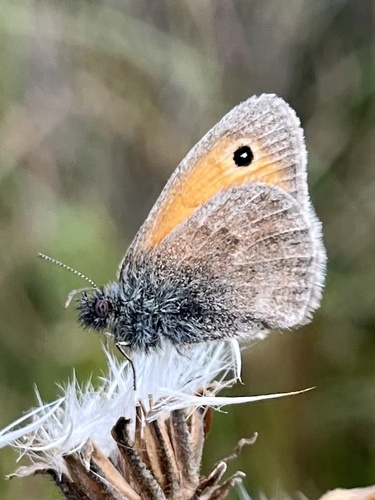 Small Heath