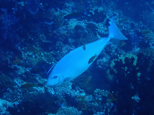 Naso hexacanthus observed 2026-09-21