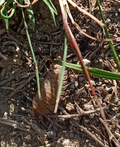 Obscure Carrion Beetle