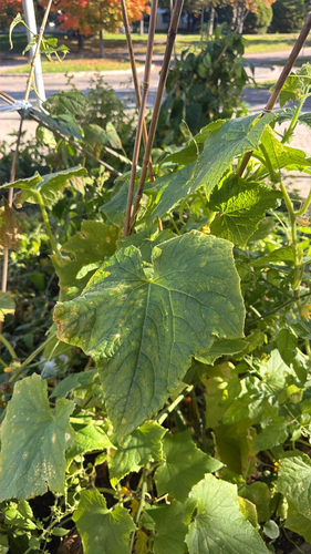 Cucumis sativus observed 2026-09-23
