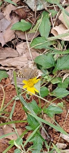Lemon Pansy