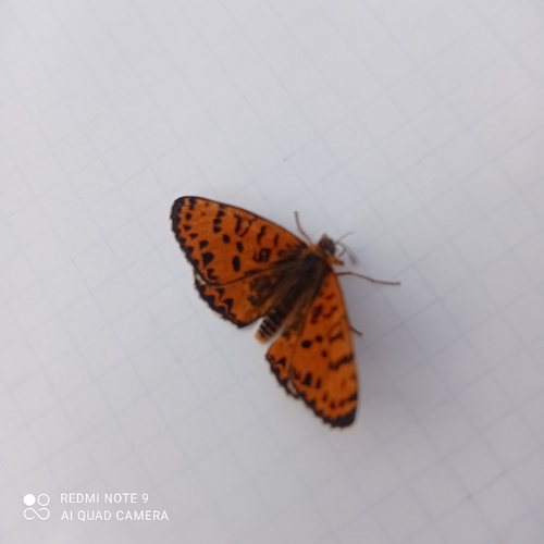 Spotted Fritillary