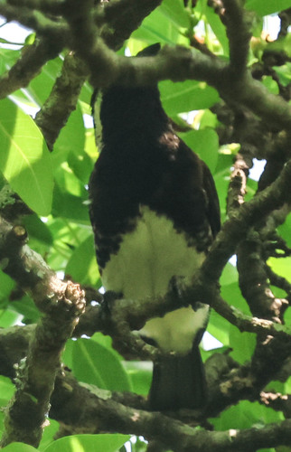 iNaturalist image