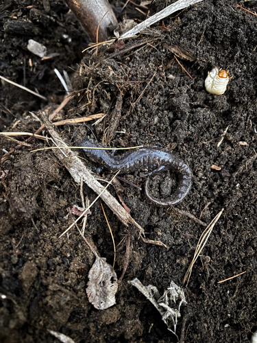 Blue-spotted Salamander