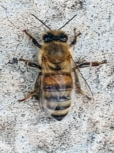 Western Honey Bee