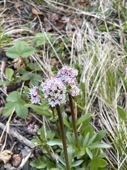 Valeriana acutiloba