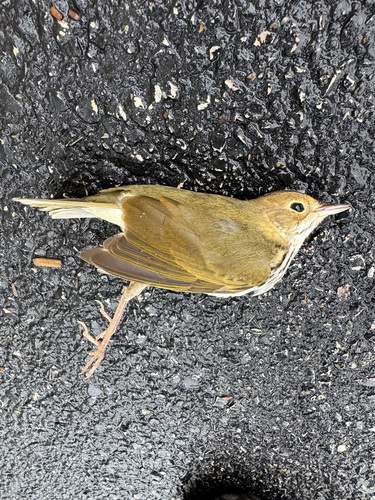 Ovenbird