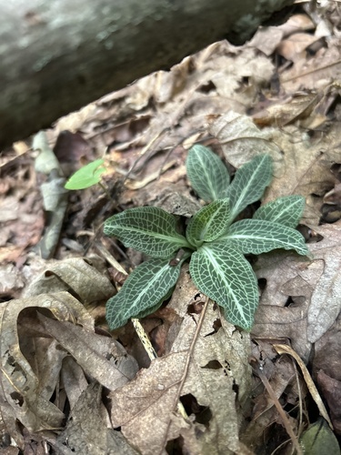 Goodyera pubescens, photograph 2