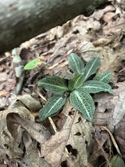 Goodyera pubescens, photograph (c) Justin Donahue, some rights reserved (CC BY)