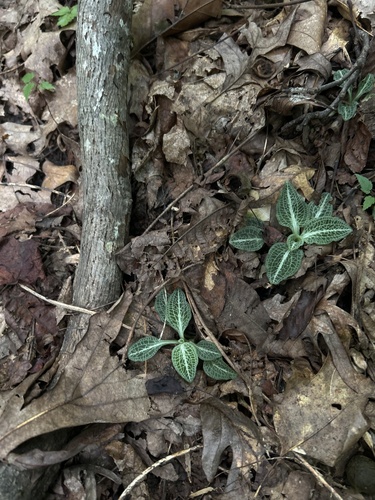 Goodyera pubescens, photograph 3