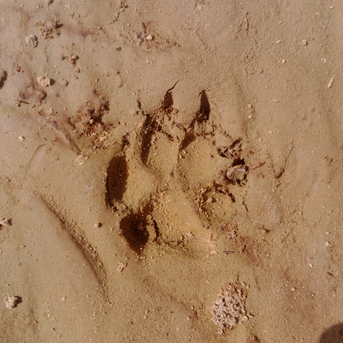 African Wolf
