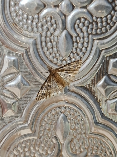 Twenty-plume Moth