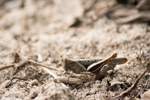 Abracris flavolineata