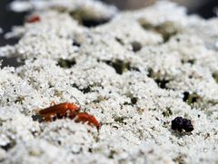 Rhagonycha fulvaliena