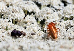 Rhagonycha fulvaliena