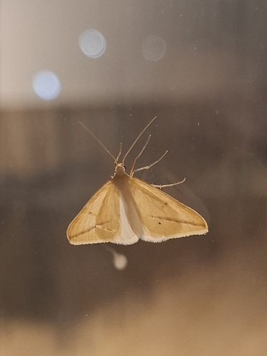 Vestal