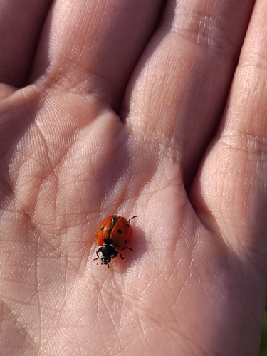 Seven-spotted Lady Beetle