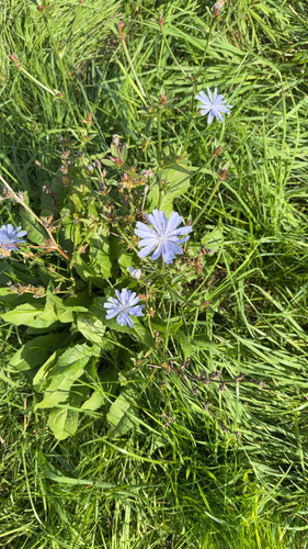 chicory