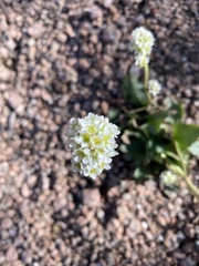 Micranthes rhomboidea