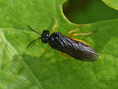 Monophadnus spinolae