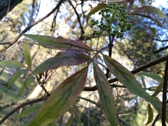 Sambucus racemosa
