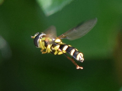 Xanthogramma pedissequum