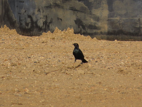 Brewer's Blackbird
