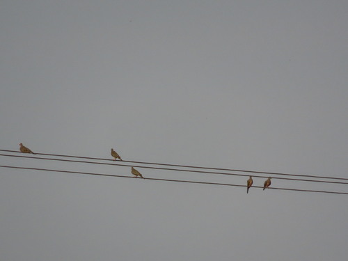 Mourning Dove