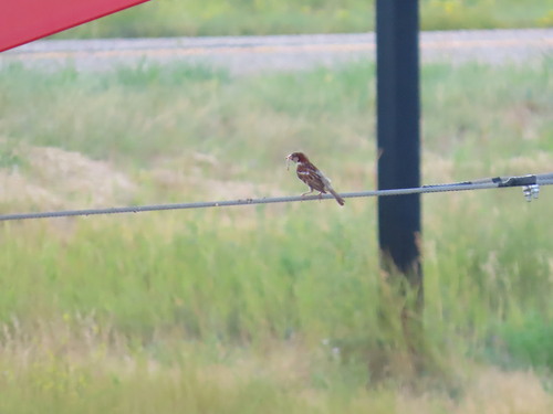 House Sparrow