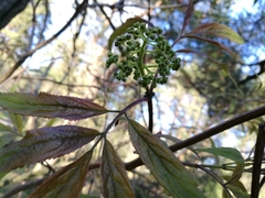 Sambucus racemosa