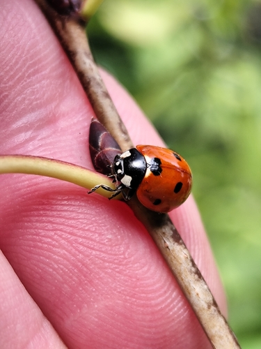 Seven-spotted Lady Beetle