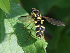 Xanthogramma pedissequum