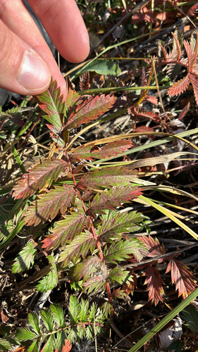 common silverweed