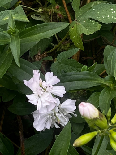 common soapwort