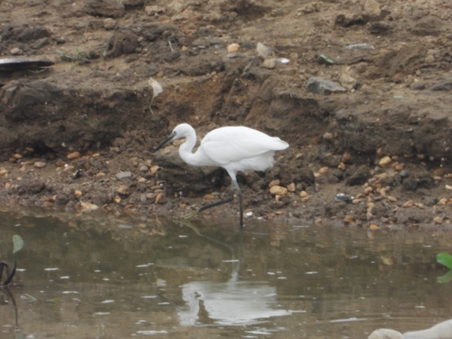 Little Egret