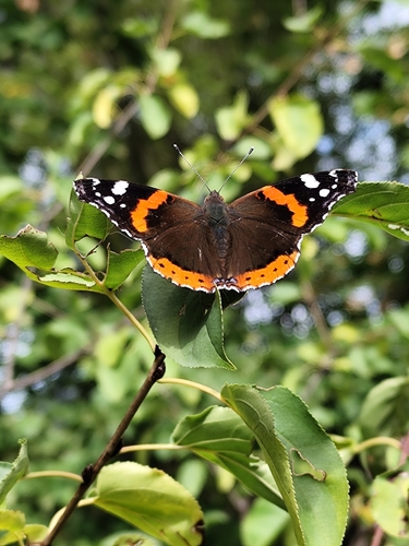 Red Admiral