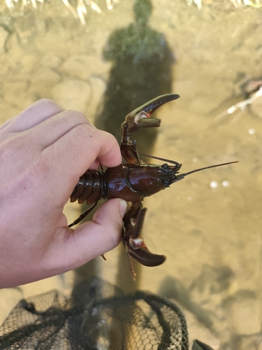 Signal Crayfish
