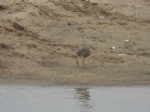 Chinese Pond-Heron